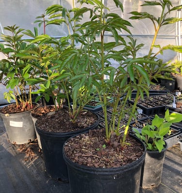 Peony plants starting to bloom with green stems in a nursery pot