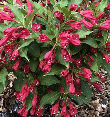 Bright red trumpet shaped flowers on a shrub with green leaves