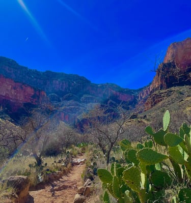 Grand Canyon hiking trail featuring prickly pear cactus and red rock formations under a bright blue sky.