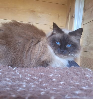 Ragdoll, Kitten, Cat, Queen