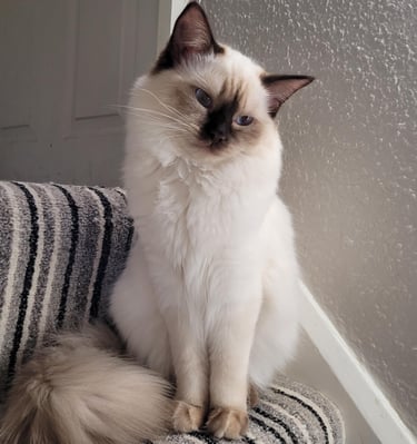 Ragdoll, Kitten, Cat, Queen