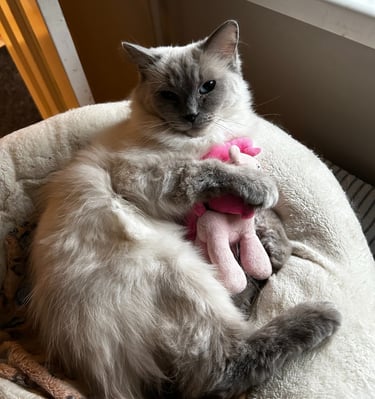 Ragdoll, Kitten, Cat, Queen