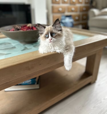 Ragdoll, Kitten, Cat, Queen