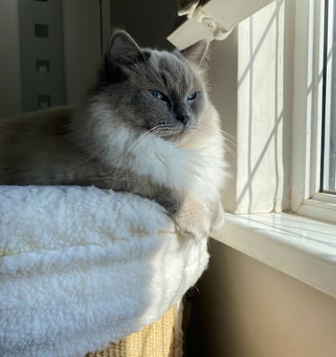 Ragdoll, Kitten, Cat, Queen