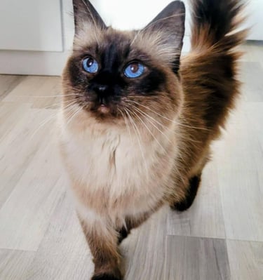 Ragdoll, Kitten, Cat, Queen