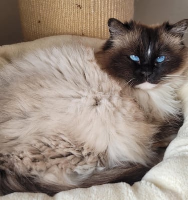 Ragdoll, Kitten, Cat, Queen