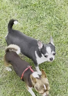 AKC Louisiana Chihuahuas Belle and Buddy, known for gentle temperament and champion line.