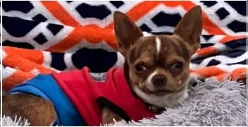 Buddy the AKC Louisiana Chihuahua stud—red shirt, blue band, resting in fluffy bed