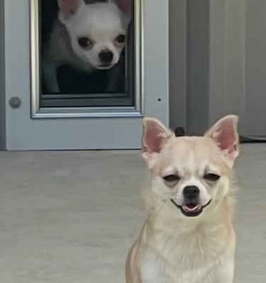 Lolly and Artie—AKC Louisiana Chihuahua champions, one seated, one peeking through doggy door