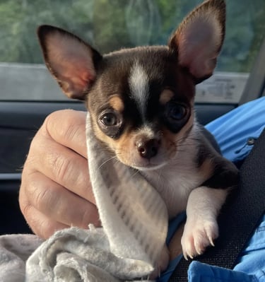 Chocolate and white AKC Louisiana Chihuahua pup—wrapped in blanket, gazing while being gently held