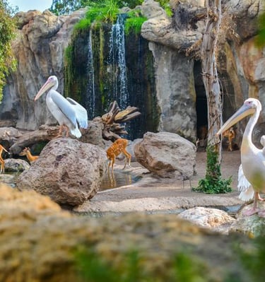 Aves en el Parque de la Cabecera