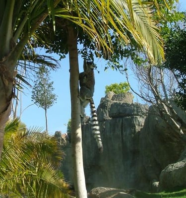 Lemur trepando un árbol en Bioparc