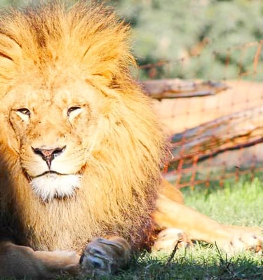 León descansando en Bioparc, Valencia