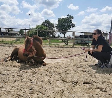 séance équithérapie individuelle adulte