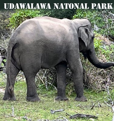 Udawalawa Natinal Park
