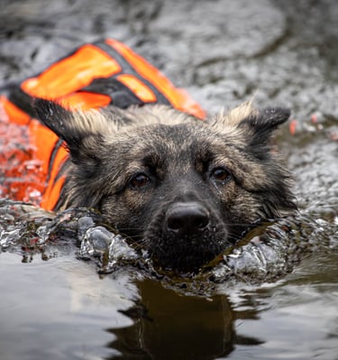 Aqua school chez Dog's Learning dans le calvados