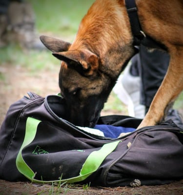 Nosework chez dog's Learning dans le Calvados