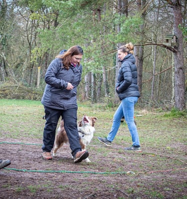 Entrainement Sauvetage surface Calvados Dog's Learning