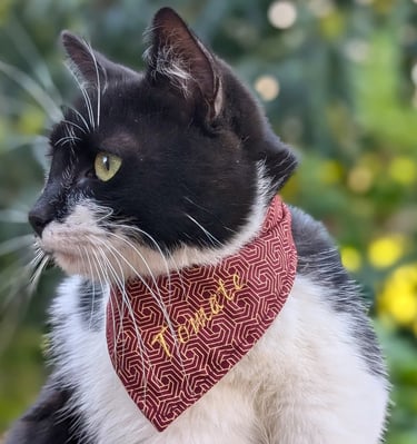 a black and white cat wearing a red bandanna
