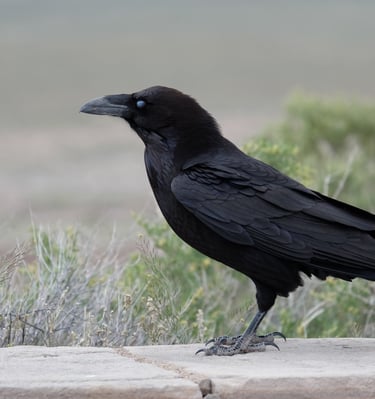 A Raven Photo taken by Genevieve Fynnyx