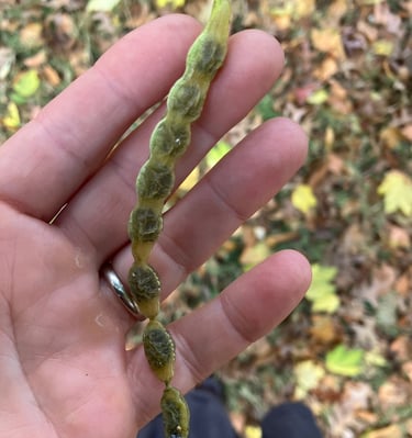 A person holding a legume of a pagoda tree pod over a forest setting