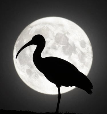 Soft sunlight filtering through leaves onto a peaceful meditation space with cushions and crystals.