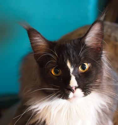 Arod Bashabas Clan's male maine coon besancon à 5 mois
