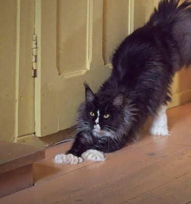 Arod Bashabas Clan's male maine coon besancon