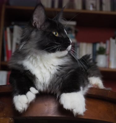 Arod Bashabas Clan's male maine coon besancon