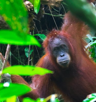 orangutan sumatra