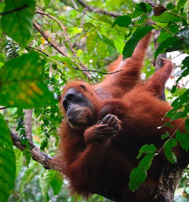 Mother orangutan with baby clinging to her in the rainforests of Sumatra