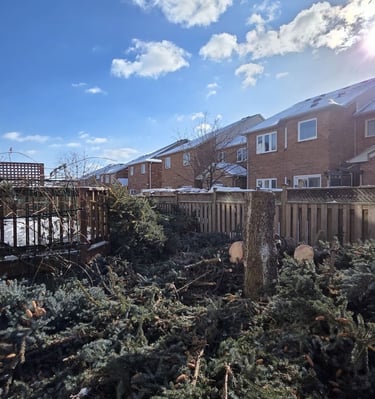 Backyard tree removal debris with cut pine branches and logs near a residential fence.