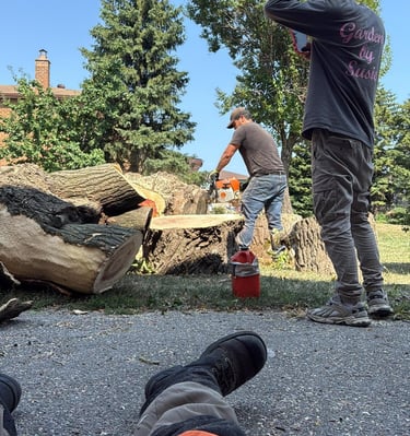 Professional arborists using a chainsaw for tree removal and wood cutting services in a residential yard.
