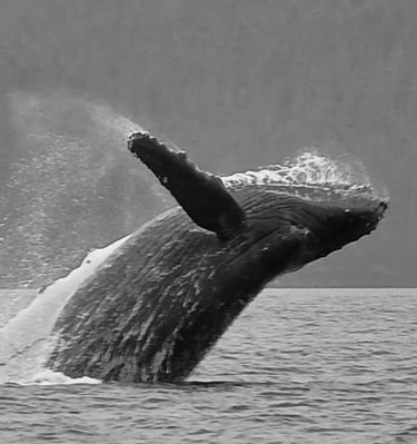 Black and white photo of a humpback whale breaching out of the ocean water near a forested shoreline.