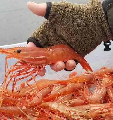 A person wearing a fishing glove holds a fresh spot prawn over a bin of harvested shrimp.