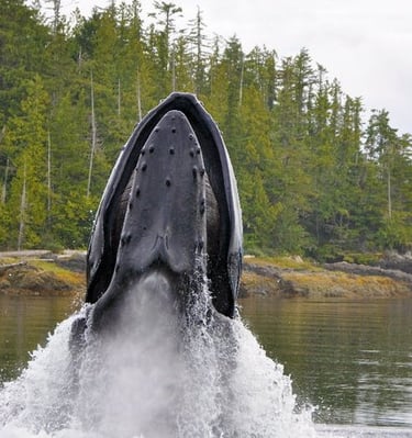 A humpback whale breaching out of the ocean water near a lush pine forest coastline.