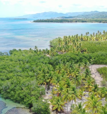 Aerial view of Cost Serena with beach and palm trees;Vista aérea de Cost Serena con playa y palmeras