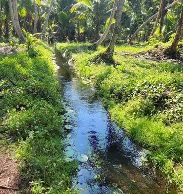 Moving brook with clear water amid palms;Arroyo en movimiento con agua clara entre palmeras
