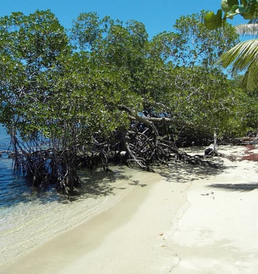 Calm sandy beach with mangroves;Playa de arena tranquila con manglares