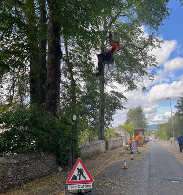 Tree Surgery Kemnay