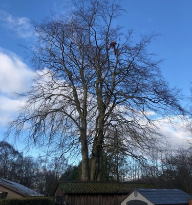 Tree Surgery Inverurie