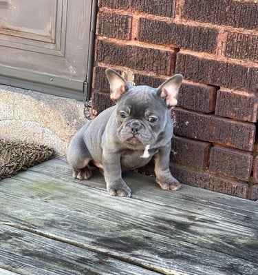 A grey blue French Bulldog puppy sitting on a wooden porch by a red brick wall.