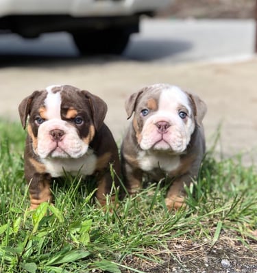Two adorable English Bulldog puppies with rare merle and chocolate coats sitting in green grass.