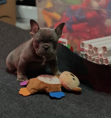 A small blue French Bulldog puppy sitting on a gray rug next to a plush monkey chew toy.
