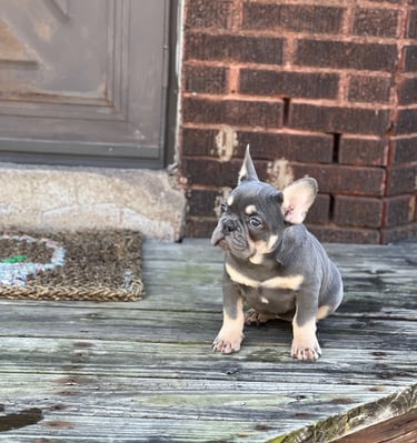 A grey and tan French Bulldog puppy sitting on a wooden deck next to a brick wall.