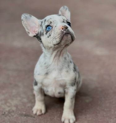 Merle French Bulldog puppy with bright blue eyes sitting outdoors looking up.