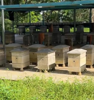 stingless bee hives Malaysia