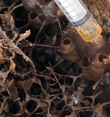 harvesting madu kelulut Malaysia