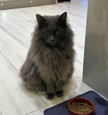 Please sir can I have some more Dreamies?