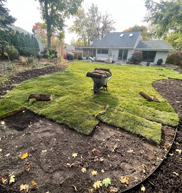Fresh green sod installation in a residential backyard with a wheelbarrow and new landscaping edging.